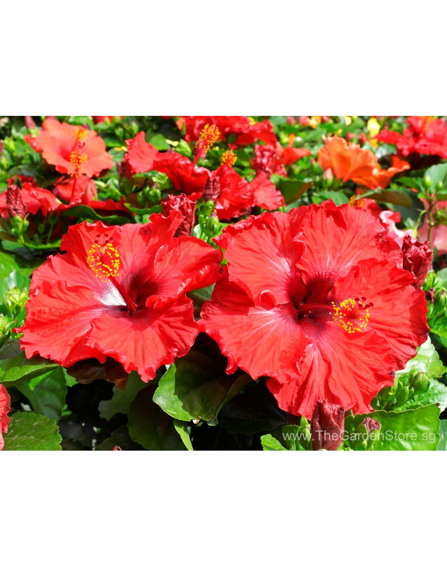 Hibiscus Hybrid 大红花 Potted plant Bunga Raya